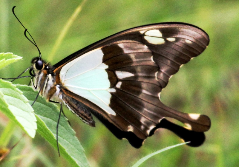 22 Days Uganda Birding Tour