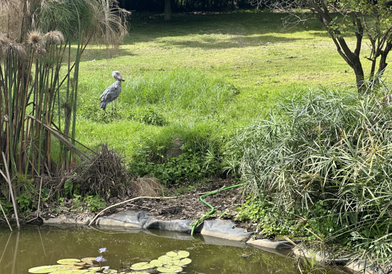 Private Uganda Birding with Alex Gabiito
