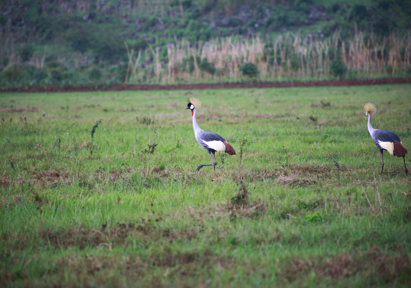 Rugezi Marsh Wetland Quest with Roger Irakoze