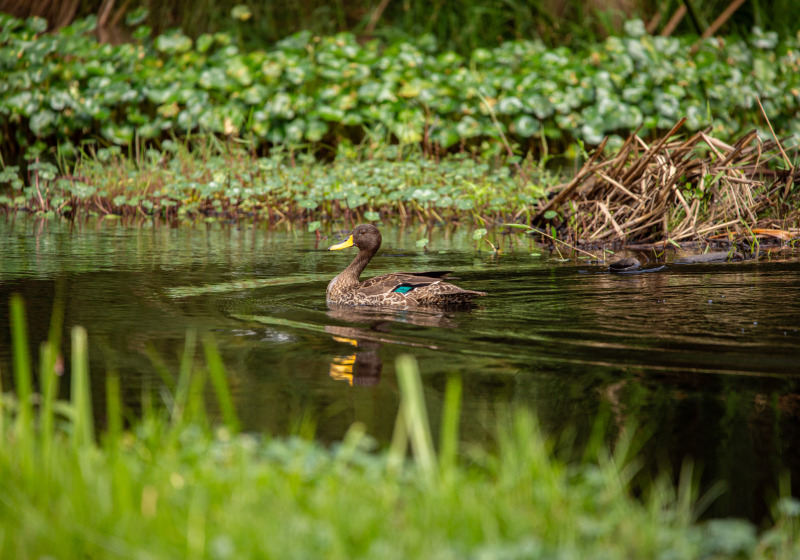 Lake Karago and Bihinga Wetlands Birding with Roger Irakoze