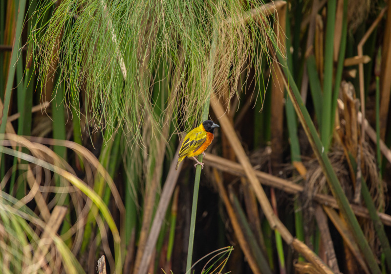 Kiguhu Wetlands Birding Tour with Roger Irakoze