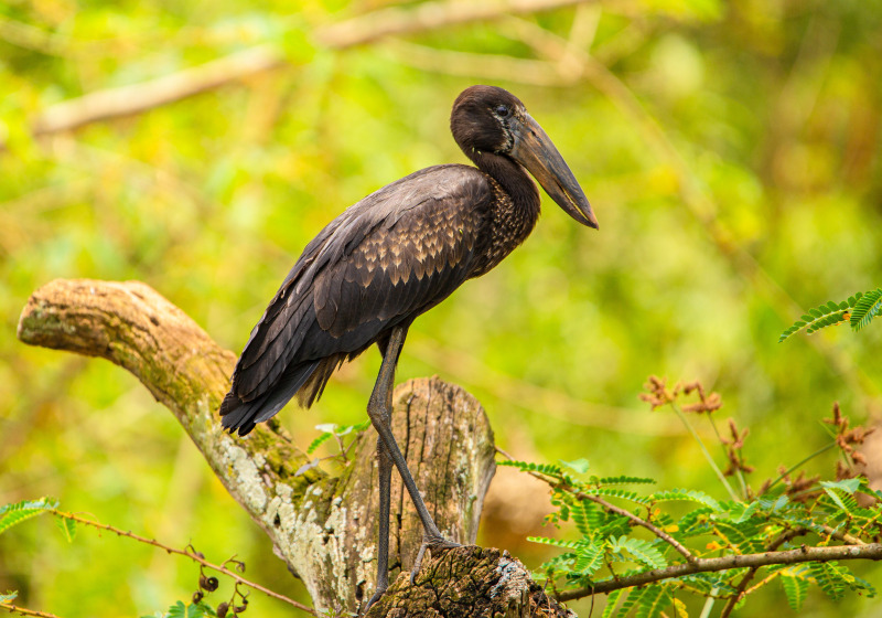 Akagera National Park Birding Safari with Roger Irakoze