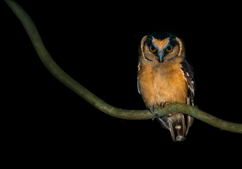 Southeast Brazil Owling Expedition with Luciano Bernardes