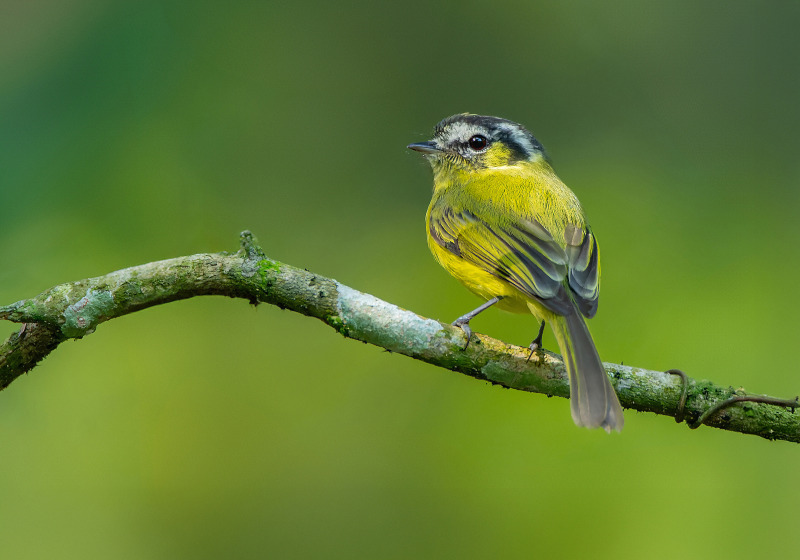 São Paulo Urban Birding - Tietê & Itaberaba with Luciano Bernardes