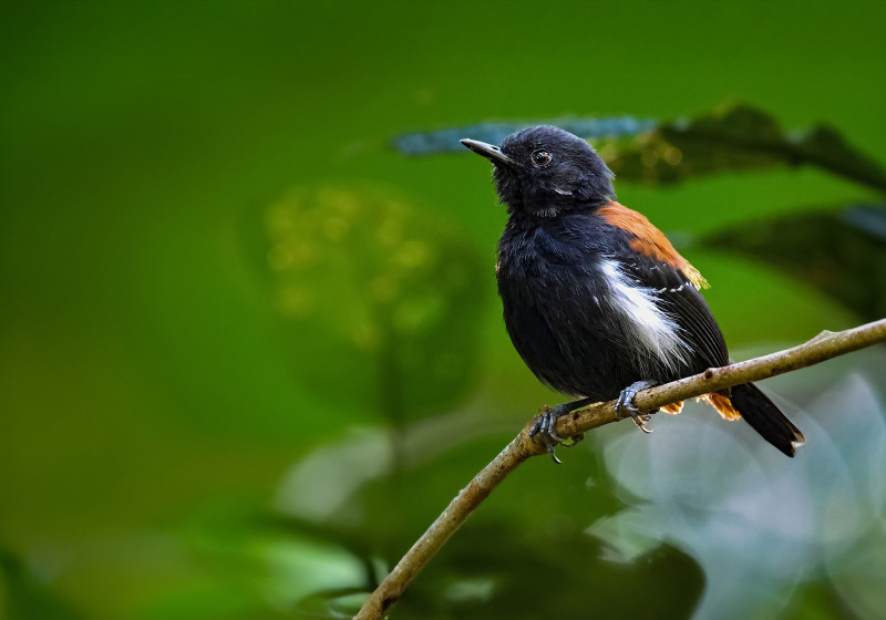 Southeast Rarities - Rio, Espírito Santo, Minas Gerais & São Paulo with Luciano Bernardes
