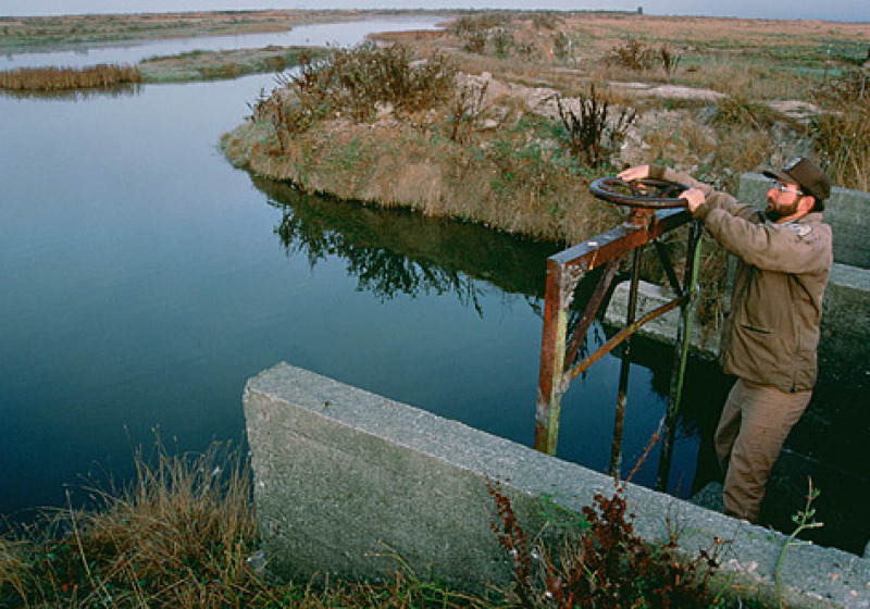 Private Half-Day Humboldt County Birding with Ken Burton