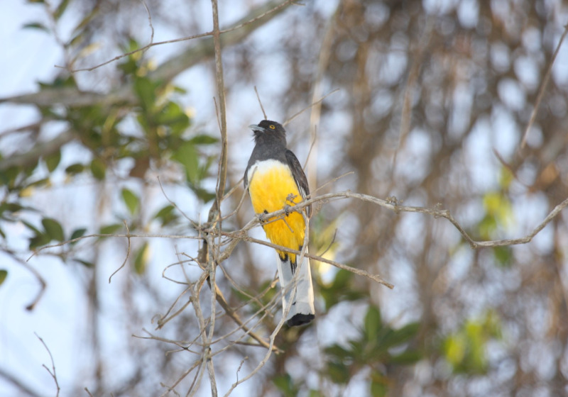 San Pancho Morning Special Birding 4.5h