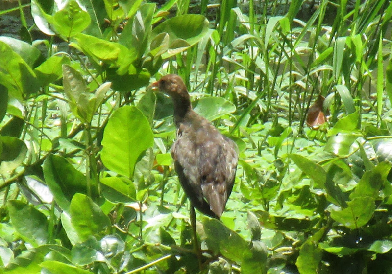 Birding San Pancho Sunset