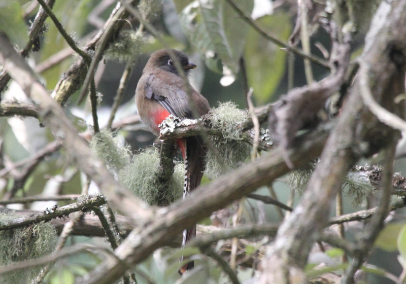 Birds of San Sebastian del Oeste Overnight