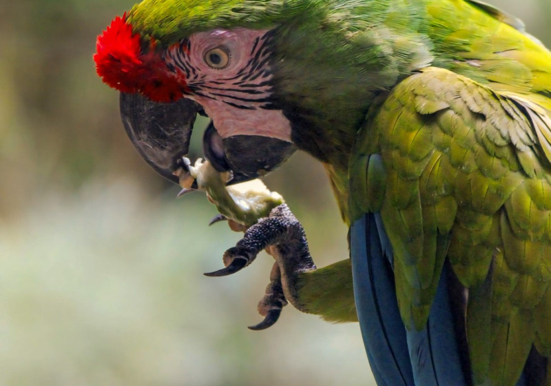 Birding Vallarta Botanical Gardens and Macaw Preserve