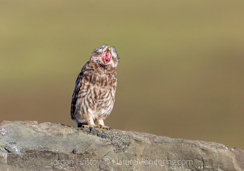 Birding around Bourgas: Day Tours