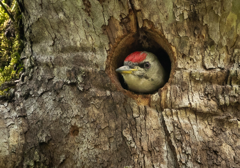 Birdwatching Trip in Northern Greece
