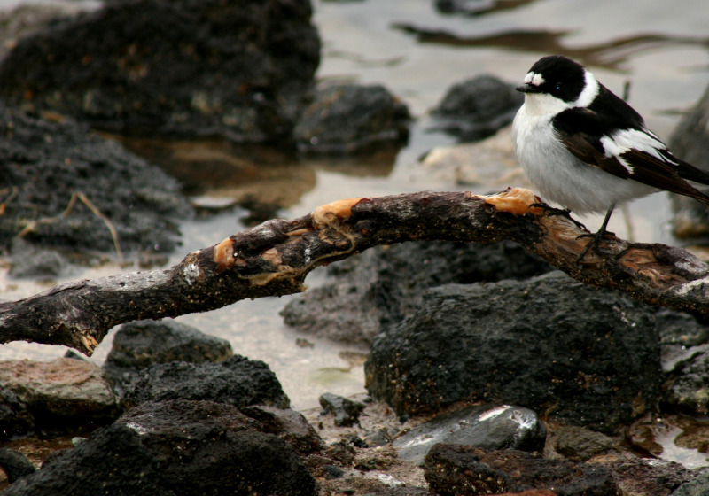 8-Day South-Eastern Sicily Birding Tour with Andrea Corso