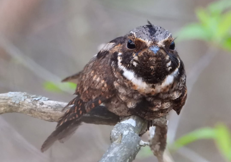Private Simpson Park Birding Field Trip with Sam Belley