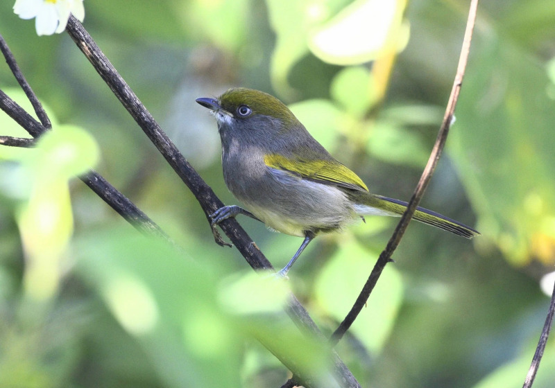 Oaxaca Coastal Endemics Birding Extension