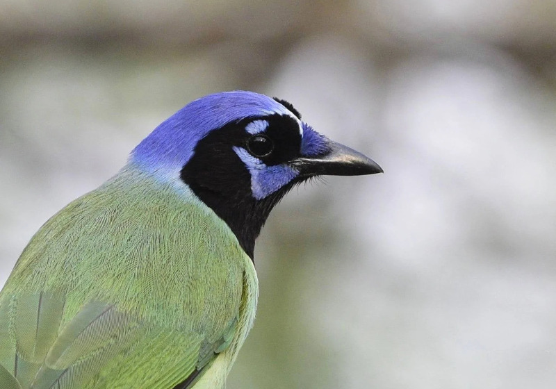 Texas Coast Grand Slam Birding Tour — Past Programme