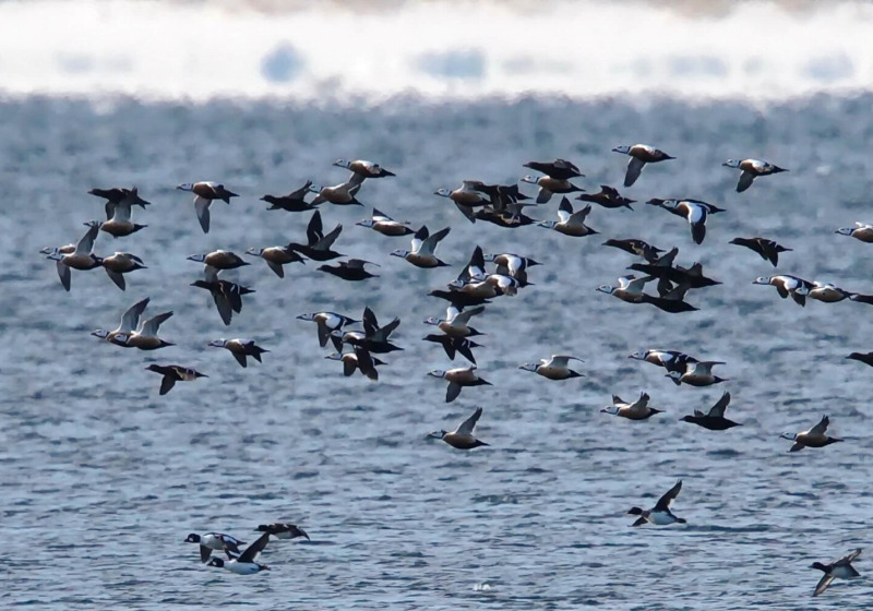 Northern Winter Birds of Estonia’s West Coast