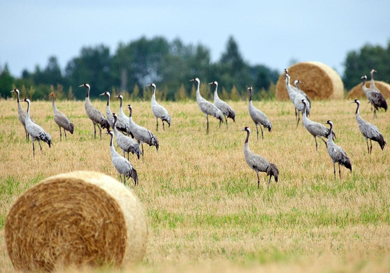 Autumn Crane Migration Across Western Estonia