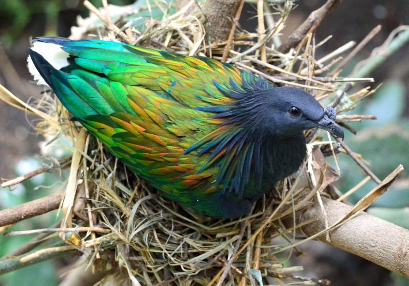 Andaman & Nicobar Islands Endemic Birds