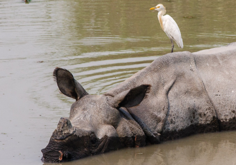 Birds & Mammals of Assam