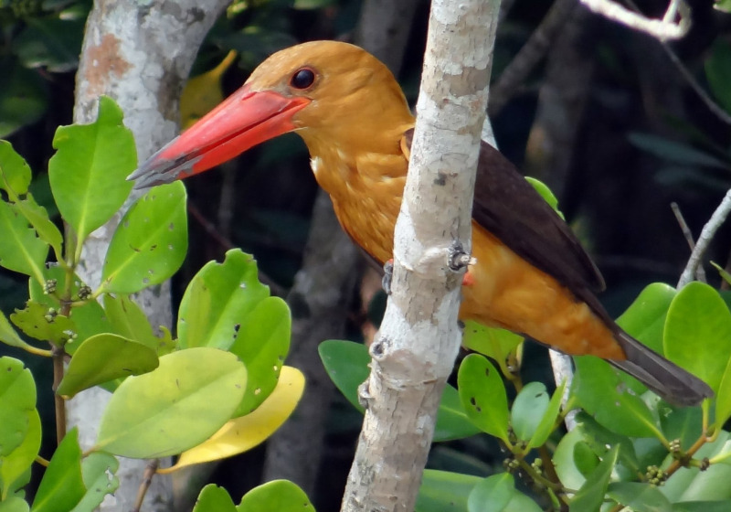 Birds of the Sundarbans