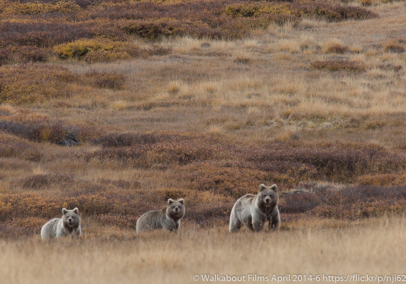 Brown Bear Special in Ladakh