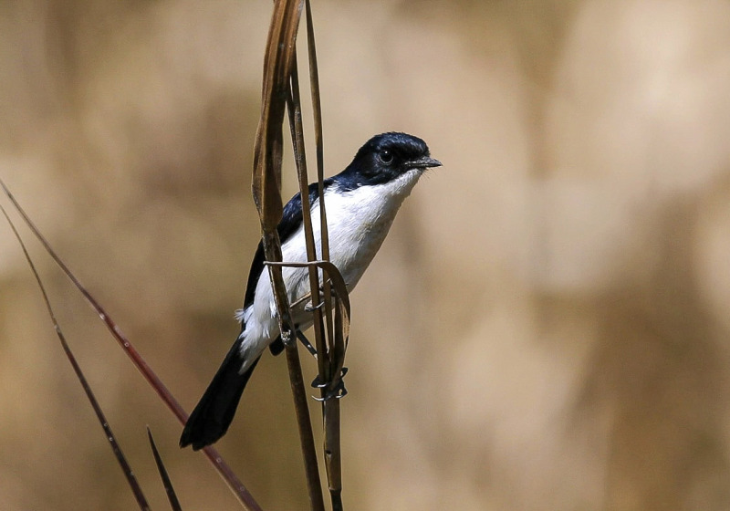 Classic North India Birds & Wildlife with Pilibhit Tiger Reserve