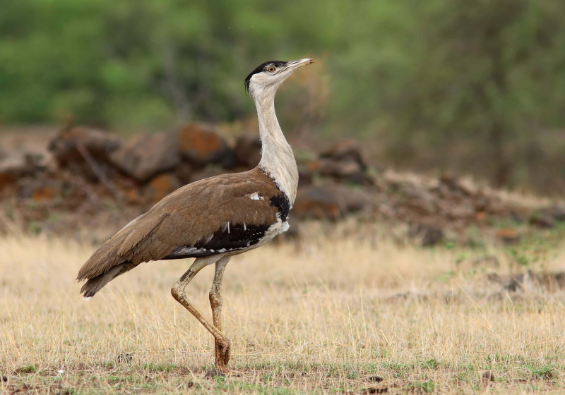 Great Indian Bustard and other Rajasthan Birding Highlights