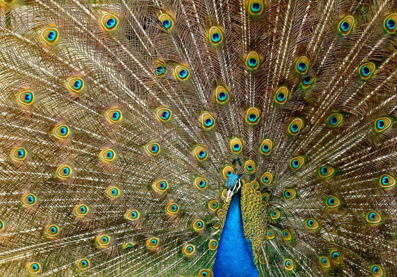 India Custom Tours