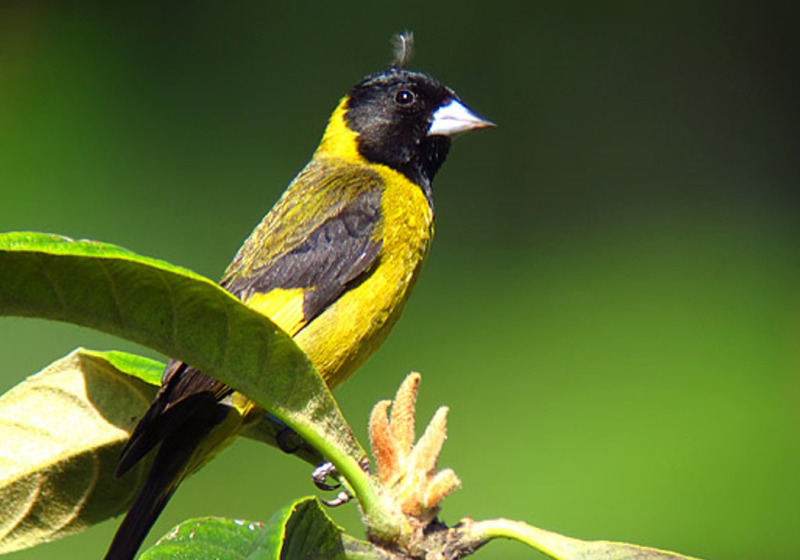 13-Day Ethiopia Birdwatching Expedition