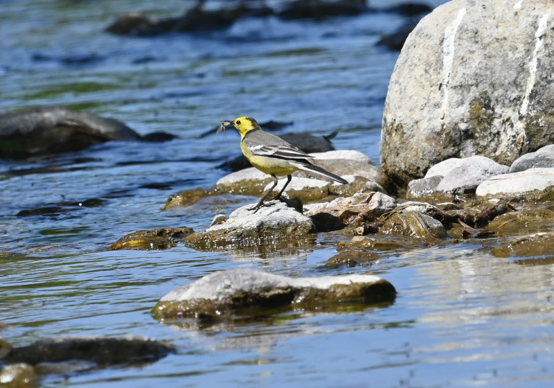 Lesvos Full-Day Private Birdwatching Tour