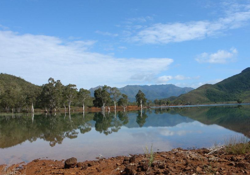 Blue River Provincial Park Private Kagu Birding Tour