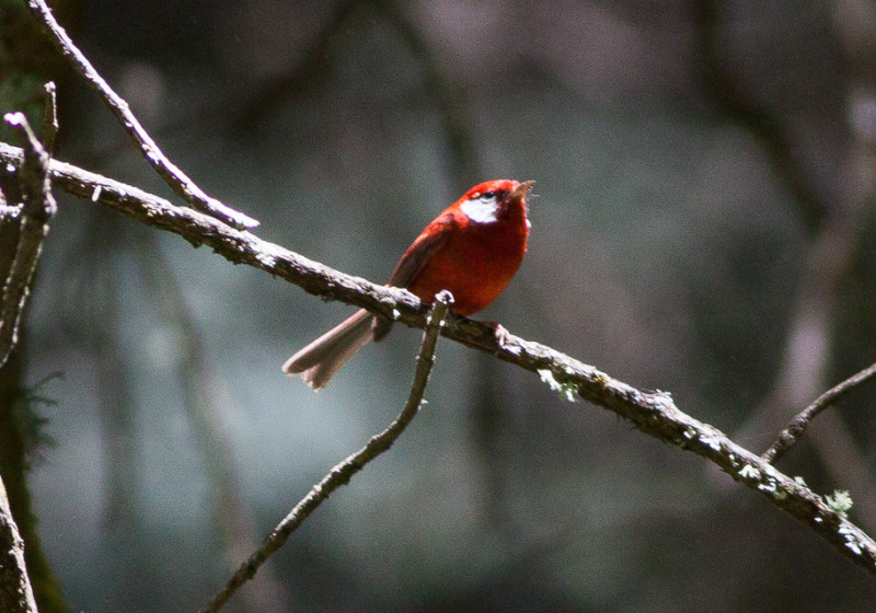 Cruz Blanca–Las Minas Cloud Forest Birding Tour