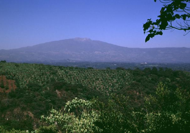 Cofre de Perote Highlands Birding Tour