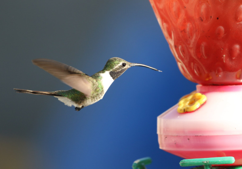 Laguna de Miradores Birding Tour