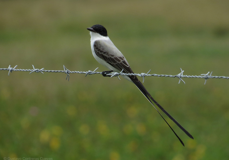 Las Barrancas Grassland and Lagoon Birding Tour