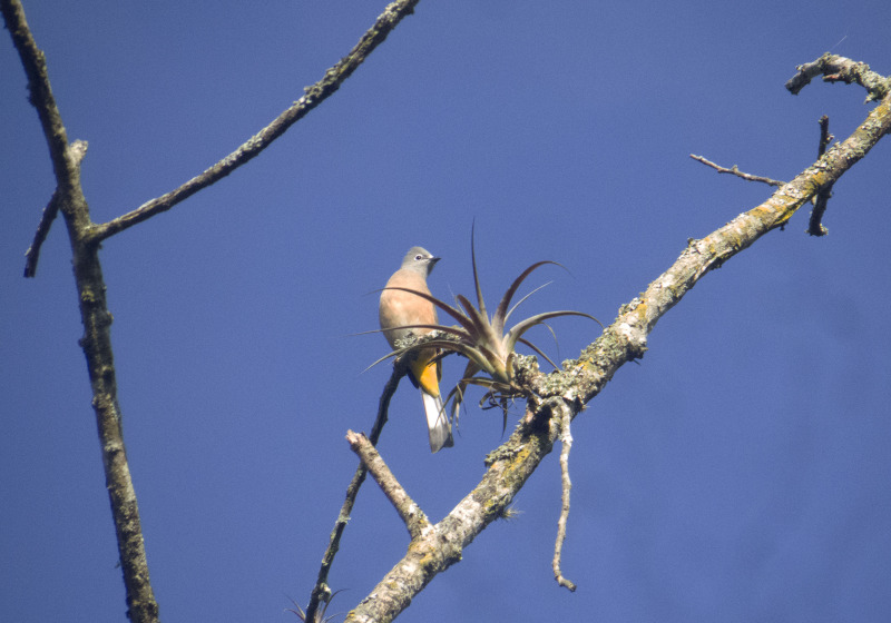 El Haya Cloud Forest Park Birding Tour
