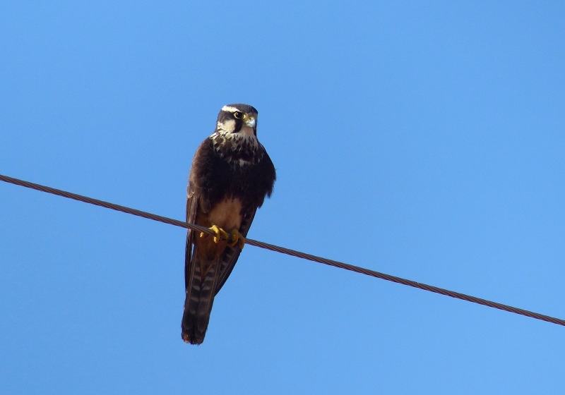 Reserva Cansaburro Migration Birding Tour