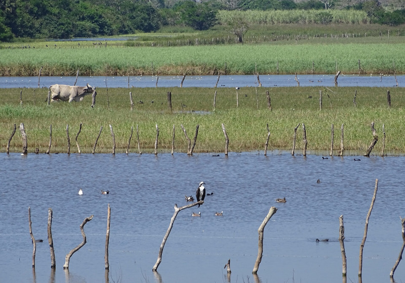 Tlacotalpan Wetlands Birding Tour