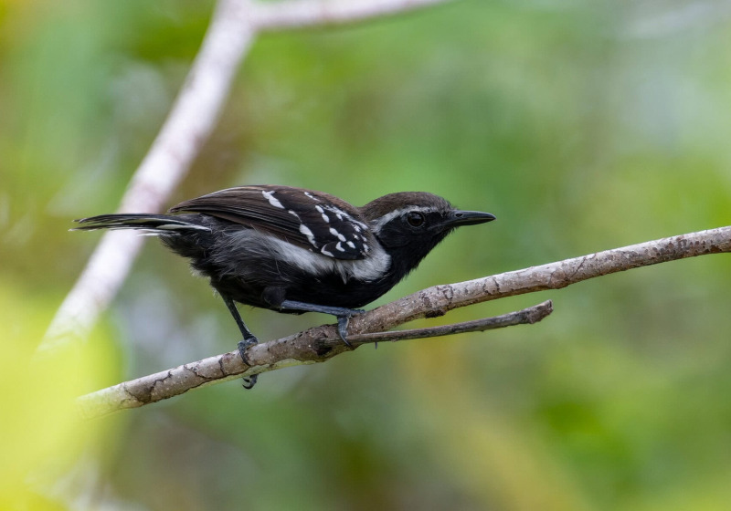 Mitu Amazonian Private Birding Adventure