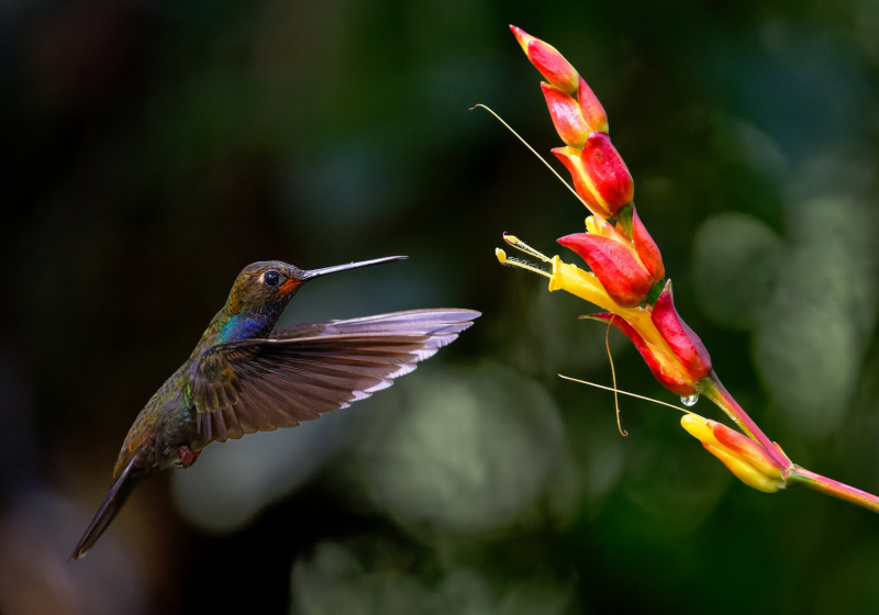 Western and Central Andes of Colombia Private Photographic Birding Tour