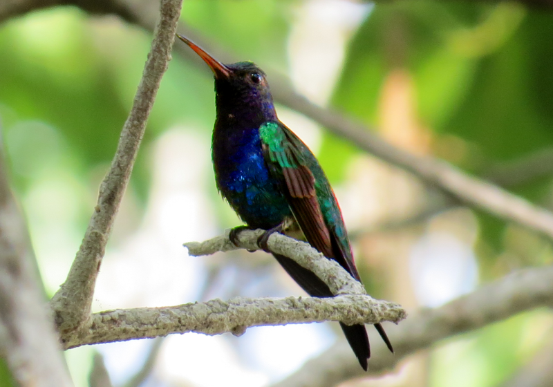 Isla de Salamanca Parkway Birding Day Trip
