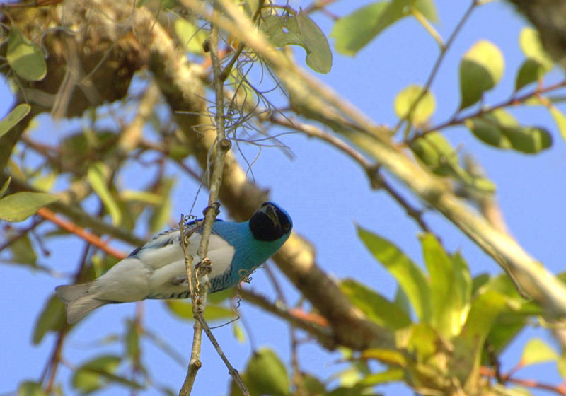 Minca Foothills Birding Day Trip