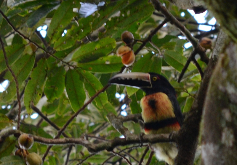 Taironaka and Don Diego River Birding Day Trip