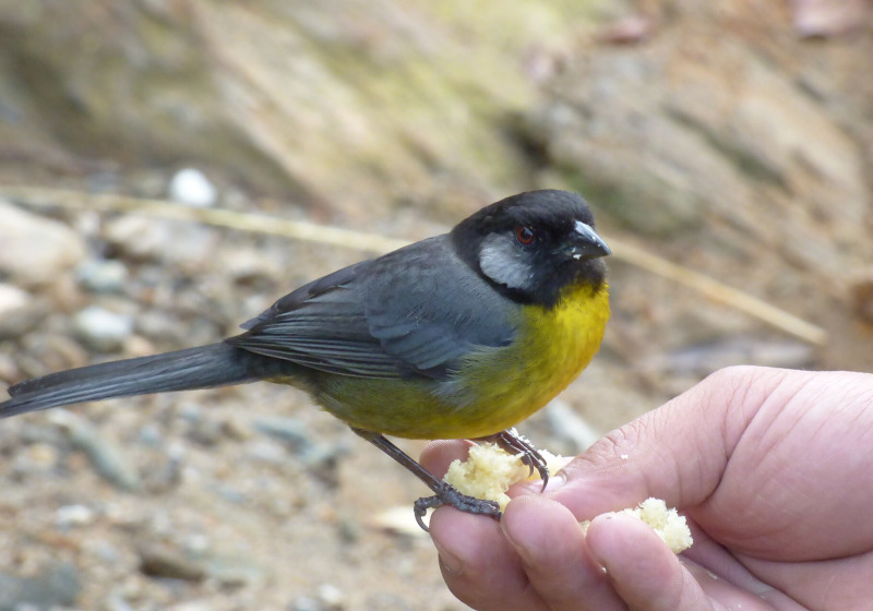 4-Day Santa Marta Endemics Birding Tour