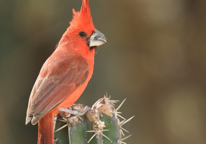 9-Day Santa Marta and Guajira Peninsula Birding Tour