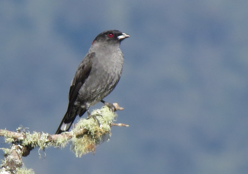 13-Day Northern Colombia Birding Trail