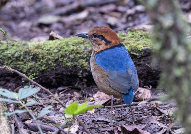 7-Day Kerinci, Tapan Road and Lake Kaco Birding Tour