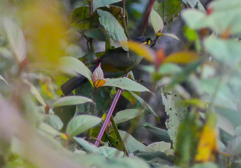Private Eaglenest and Arunachal Birding with Firoz Hussain