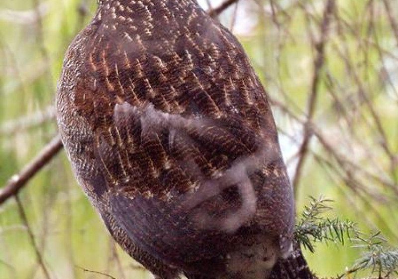 Private Mishmi Hills Birding with Firoz Hussain